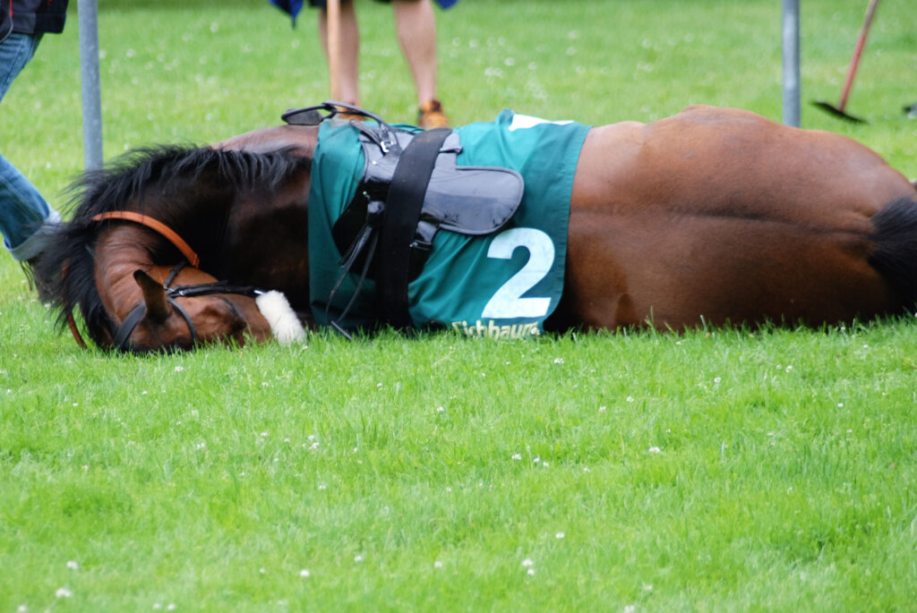 totes Pferd mit Rennstarnummer liegt auf Gras