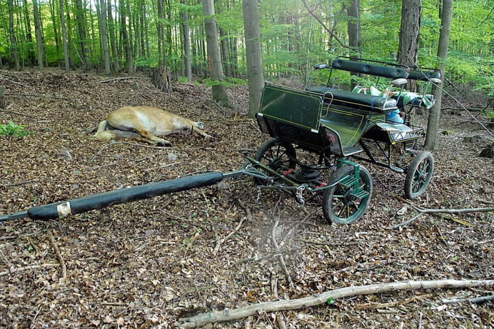 Totes Pferd liegt neben einer Kutsche im Wald