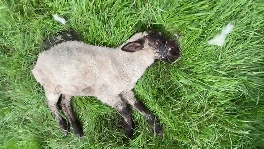 Schaf liegt verletzt auf Weide