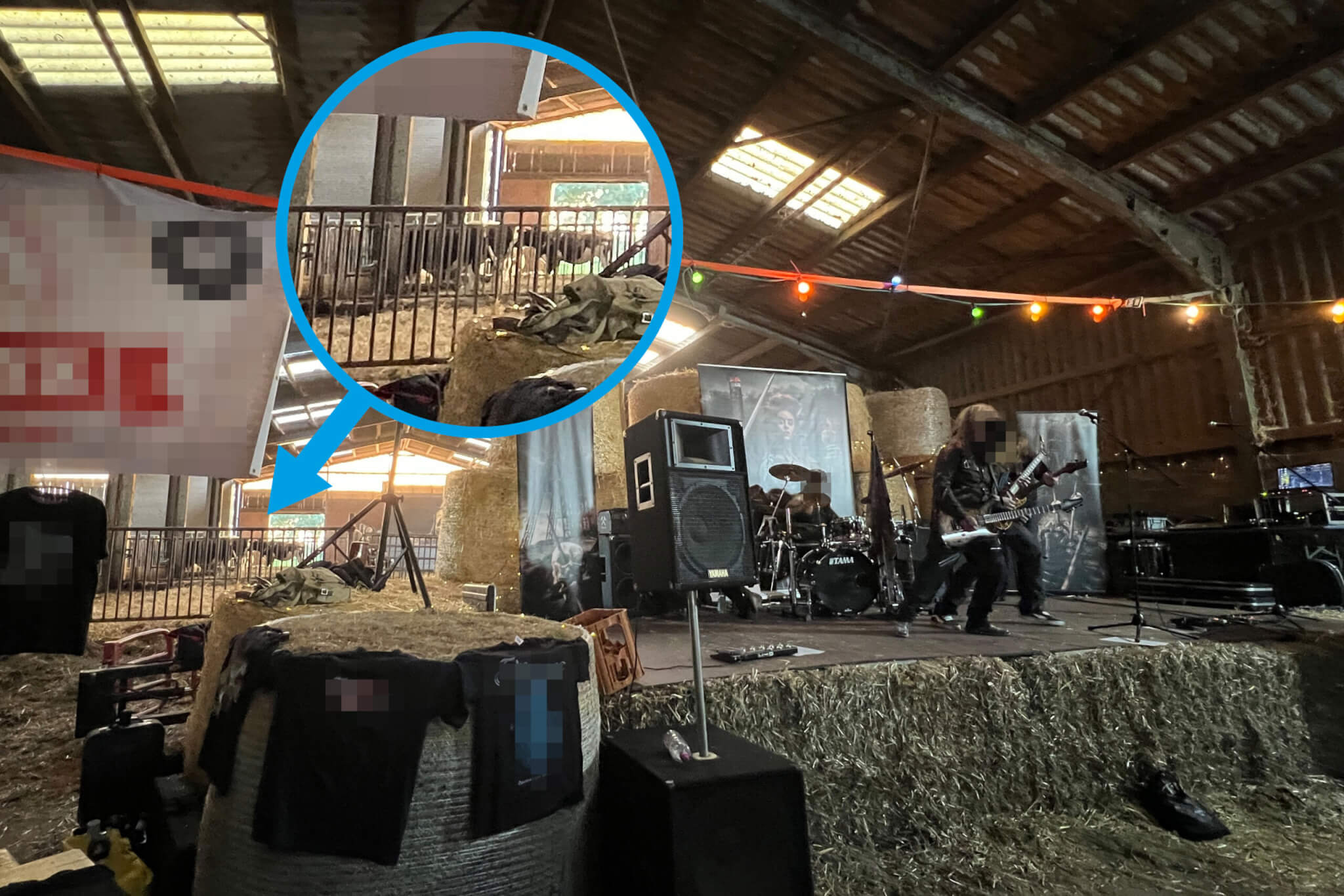 Kühe im Hintergrund einer Bühne mit Lautsprechern, die auf Heuballen aufgebaut wurde, auf der eine Band gerade performt