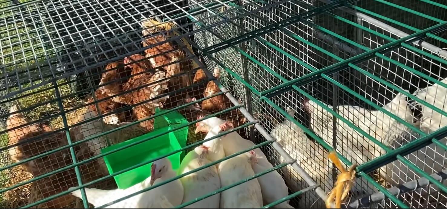 Weiße und Braune Hühner in Käfig