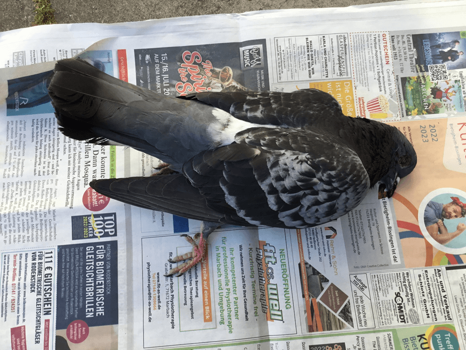 tote Taube auf Zeitungspapier