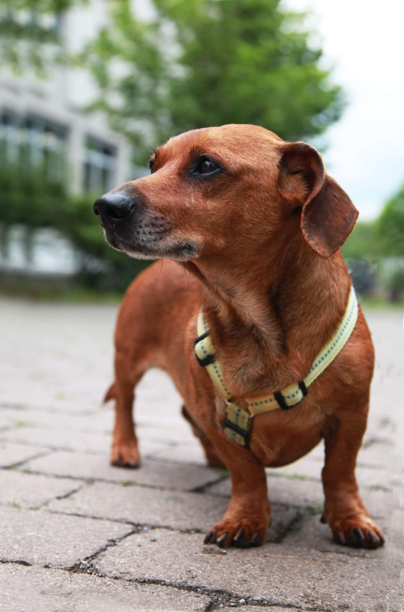 älterer brauner Dackel mit gelben Hundegeschirr auf Gehweg