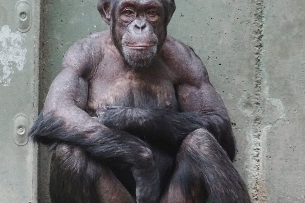 Ein Schimpanse im Zoo