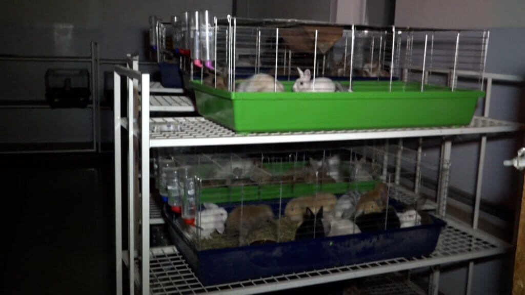 Mehrere kleine, übereinandergestapelte Käfige, in denen Kaninchen sitzen