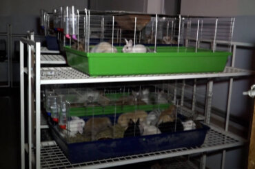 Mehrere kleine, übereinandergestapelte Käfige, in denen Kaninchen sitzen