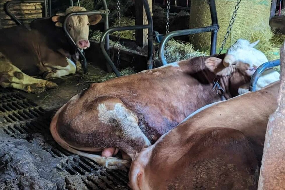 Braun-weiße Kühe liegen an einer Kette angebunden auf einem mit Kot verdreckten Stallboden