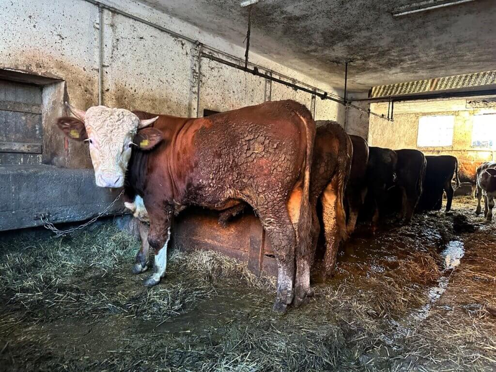 Braunes Rind mit weißem Kopf steht an einer Kette angebunden in einem verdreckten Stall