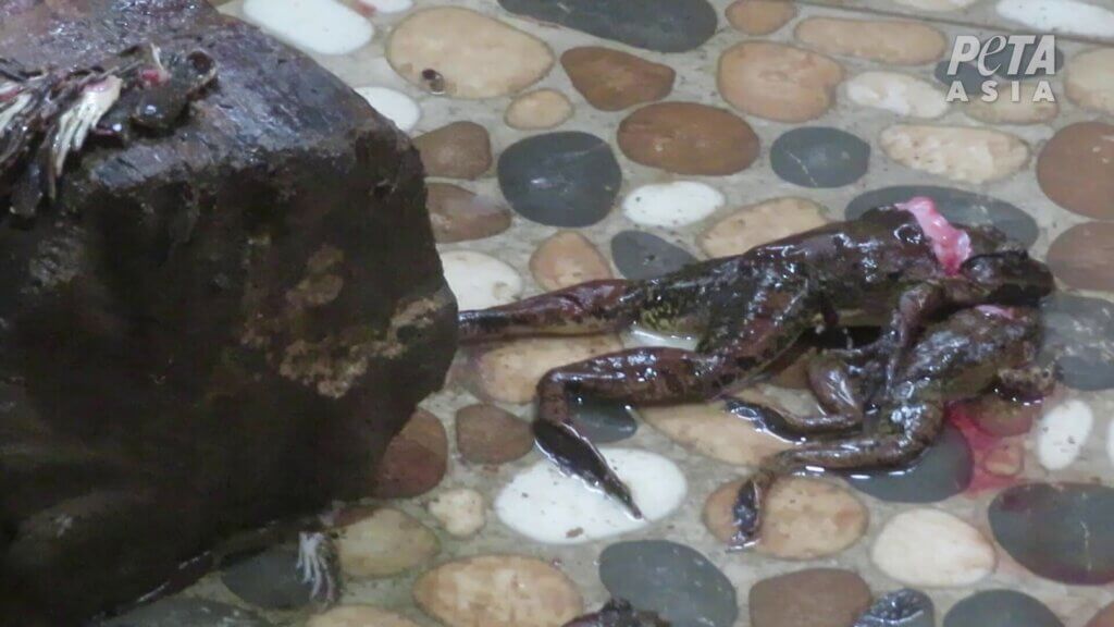 Auf einem Steinboden liegen tote Froschkörper, deren Köpfe zum Teil abgetrennt sind