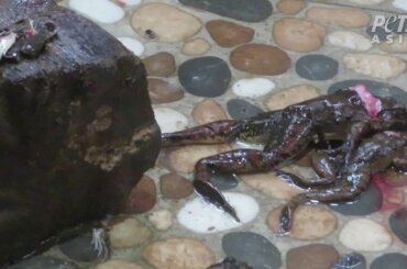 Auf einem Steinboden liegen tote Froschkörper, deren Köpfe zum Teil abgetrennt sind