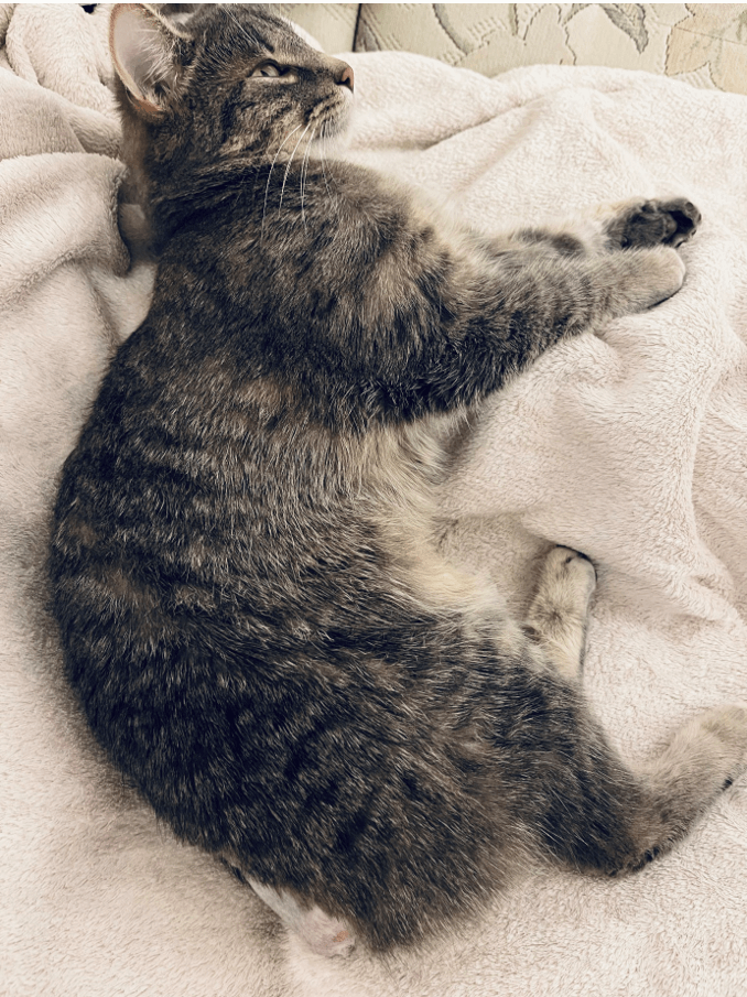 Katze mit amputiertem Schwanz liegt auf Decke