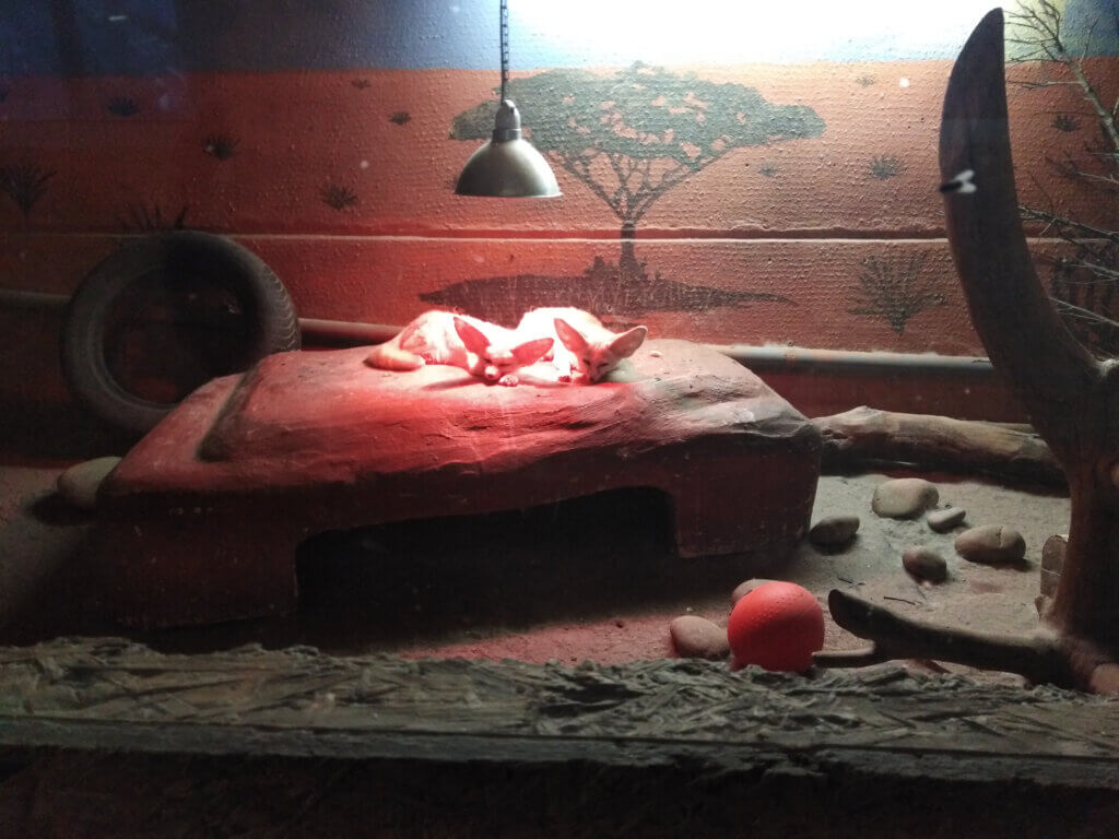 Zwei Wüstenfüchse liegen unter einer Wärmelampe in einem kleinen Gehege