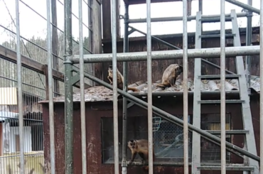 Mehrere Affen sitzen in einem kargen Gehege, das an eine Baustelle erinnert