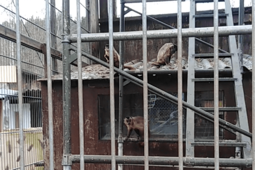 Mehrere Affen sitzen in einem kargen Gehege, das an eine Baustelle erinnert