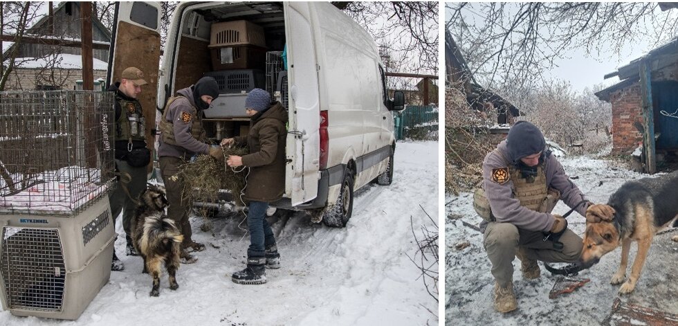 Zwei Fotos von Tierrettungen von Animal Rescue Kharkiv im Winter