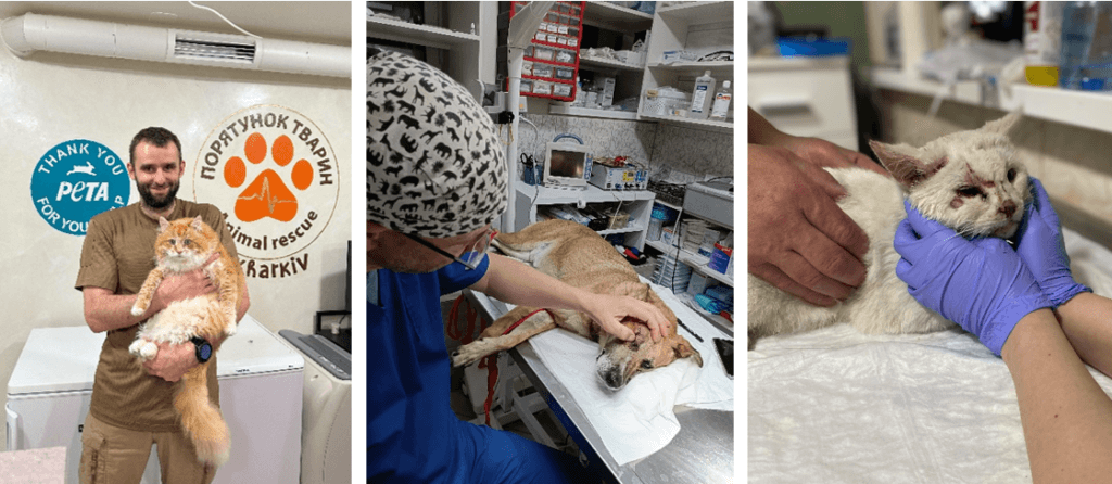 Drei Aufnahmen aus Tierklink von Animal Rescue Kharkiv. Links: Mann mit Katze auf dem Arm. Mitte: Hund wird von Tierarzt untersucht. Rechts: Katze auf Untersuchungstisch.