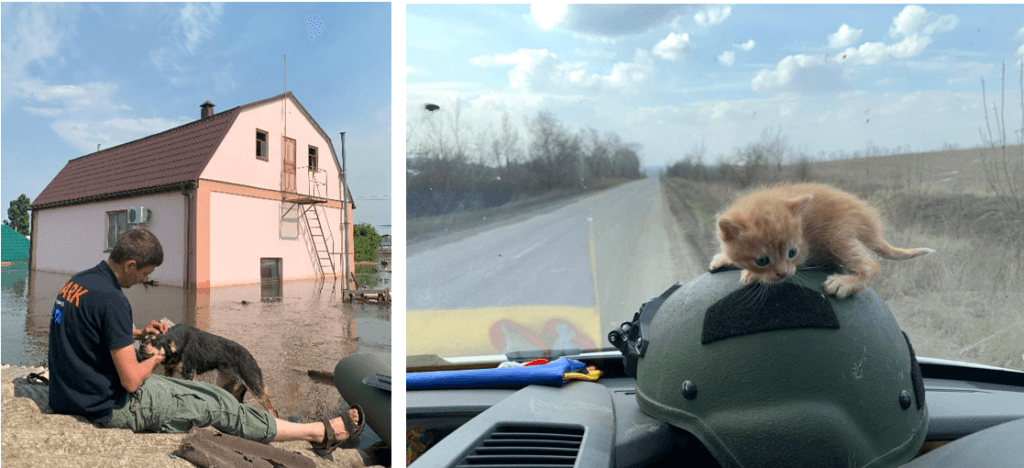 Links: Tierretter von Animal Rescue Kharkiv rettet Hund vor Überflutung. Rechts. Katzenbaby hockt auf Schutzhelm im Tierrettungsfahrzeug.
