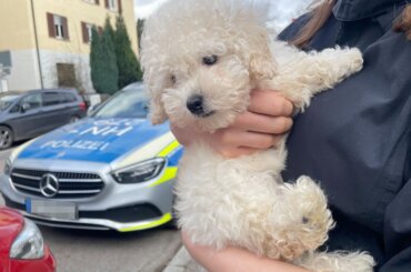 Ein Hundewelpe vor einem Polizeiauto.