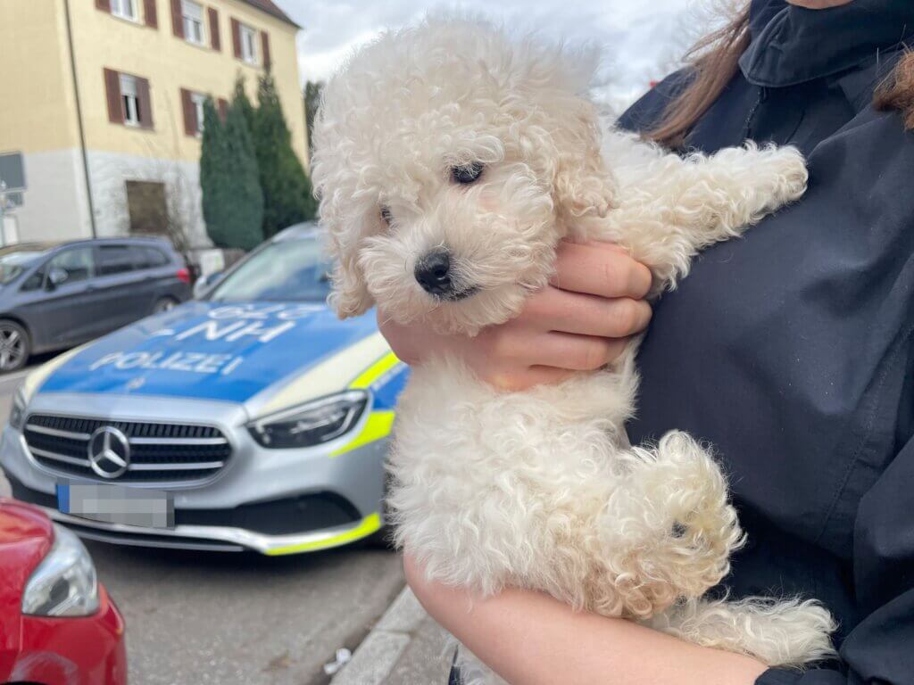 Ein Hundewelpe vor einem Polizeiauto.
