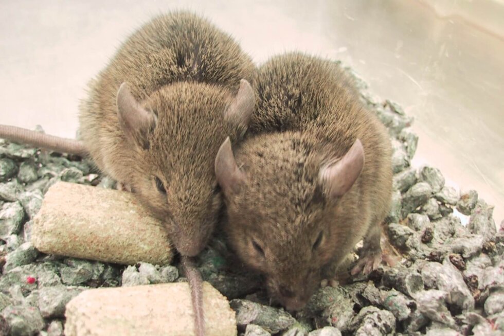 Zwei Mäuse drängen sich in einem durchsichtigen Behälter aneinander
