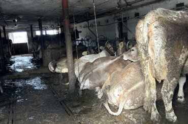 Kühe in Anbindehaltung stehen und liegen in Fäkalien