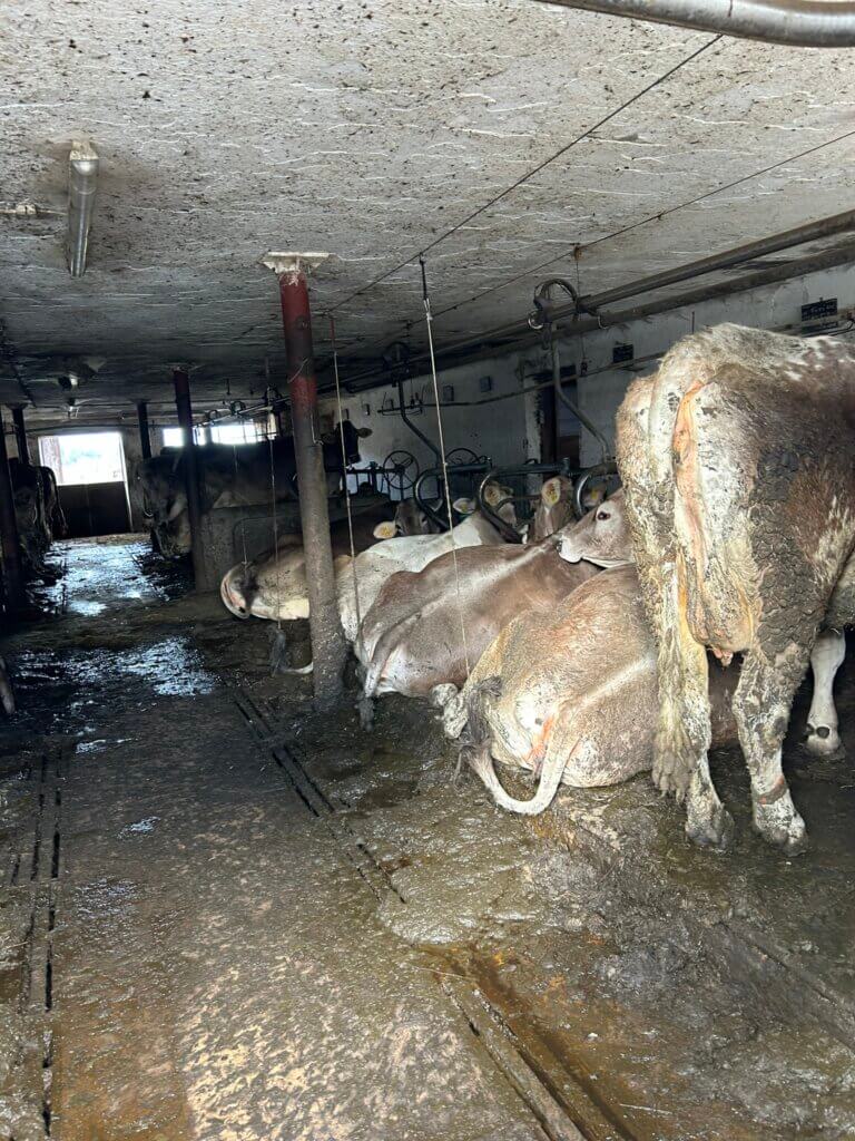 Kühe in Anbindehaltung stehen und liegen in Fäkalien 