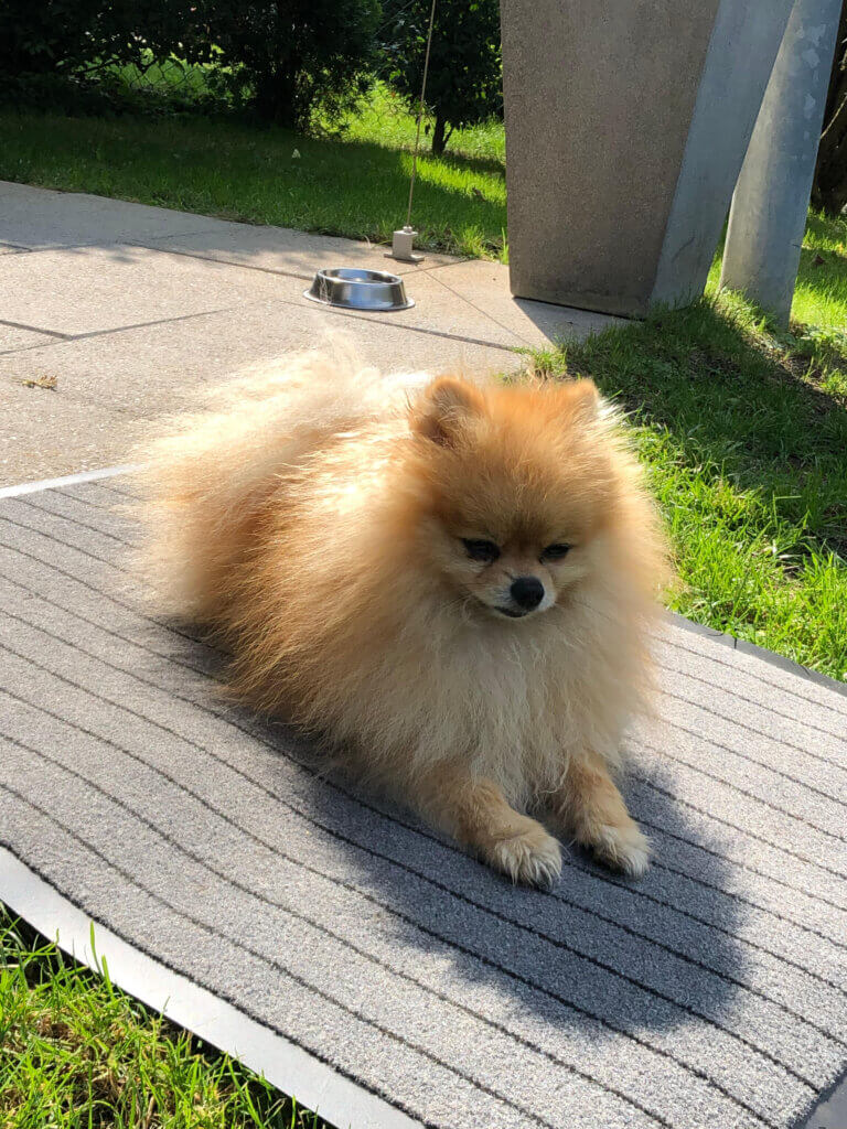 Hund Majlo auf einer Matte im Garten