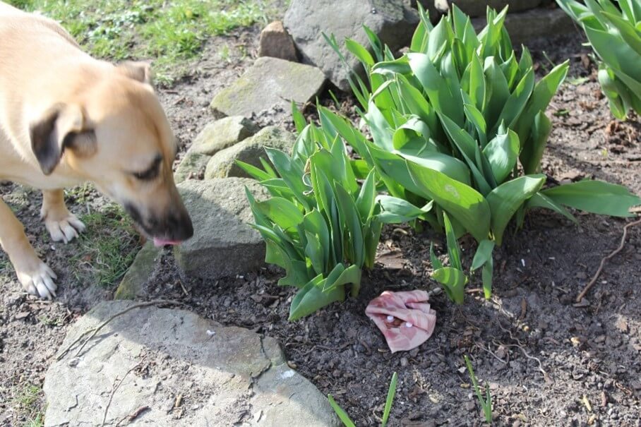 Ein Hund an einem Blumenbeet, wo Giftköder versteckt sind.