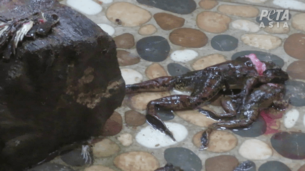 Zwei tote Frösche liegen auf Steinboden
