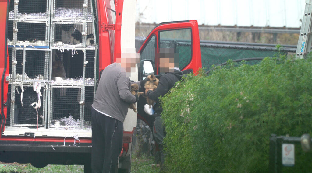 Männer laden Welpen aus einem mit Boxen beladenen Transporter.