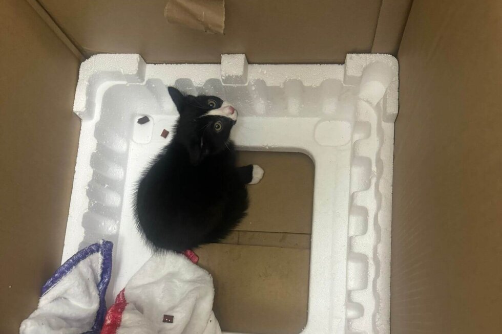 Kätzchen sitzt in einem hohen Pappkarton