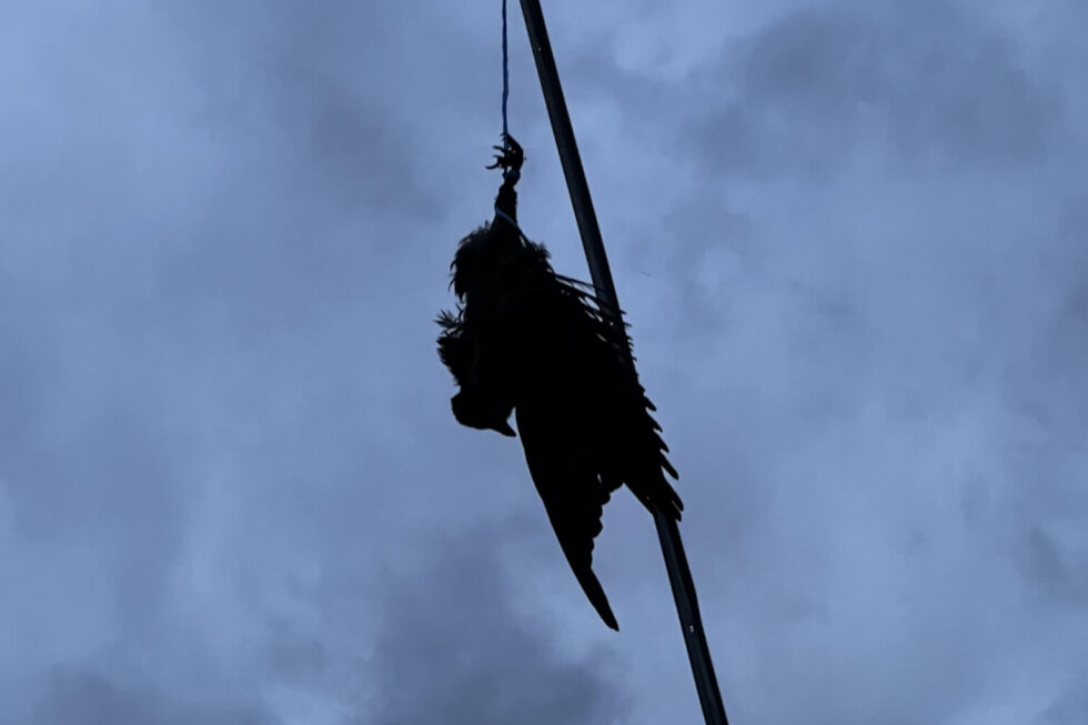 Eine tote Krähe wurde kopfüber an einem Pfahl aufgehongen