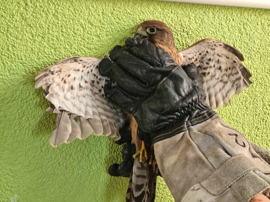 Ein Turmfalke mit abgeschnittenen Federn 