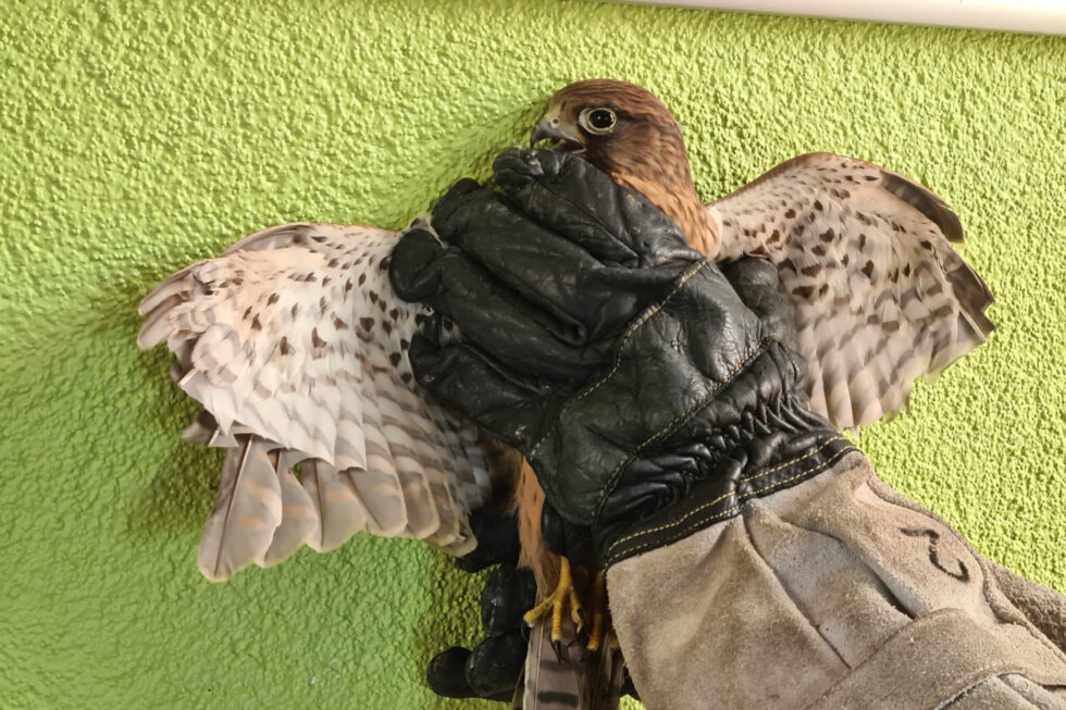 Ein Turmfalke mit abgeschnittenen Federn