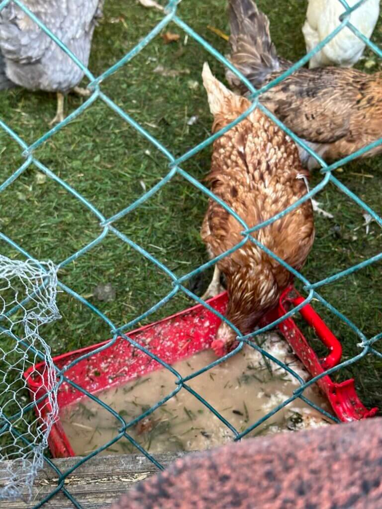 Ein Huhn trinkt aus einer verdreckten Schale