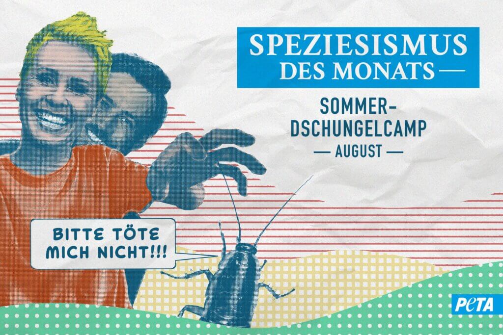 Grafik für den Speziesismus des Monats August 2024 mit den Moderator:innen des Dschungelcamps und einem Insekt, das schreit: "Bitte töte mich nicht!!!"