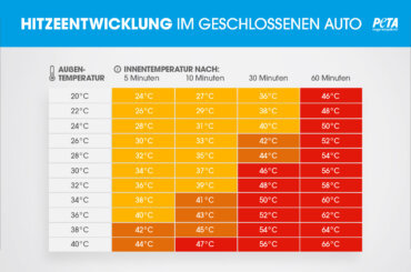 Grafik zur Hitzeentwicklung im Auto