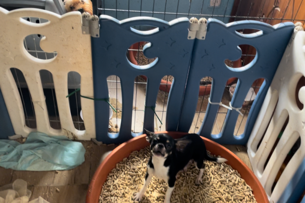 Hund in sporadischem Gehege in einem Blumentopf als Toilette