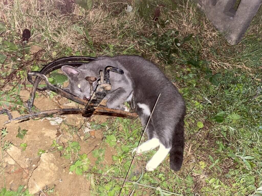 Toter Kater in einer Schlagfalle