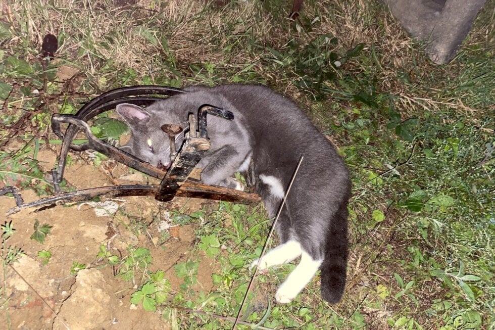 Toter Kater in einer Schlagfalle