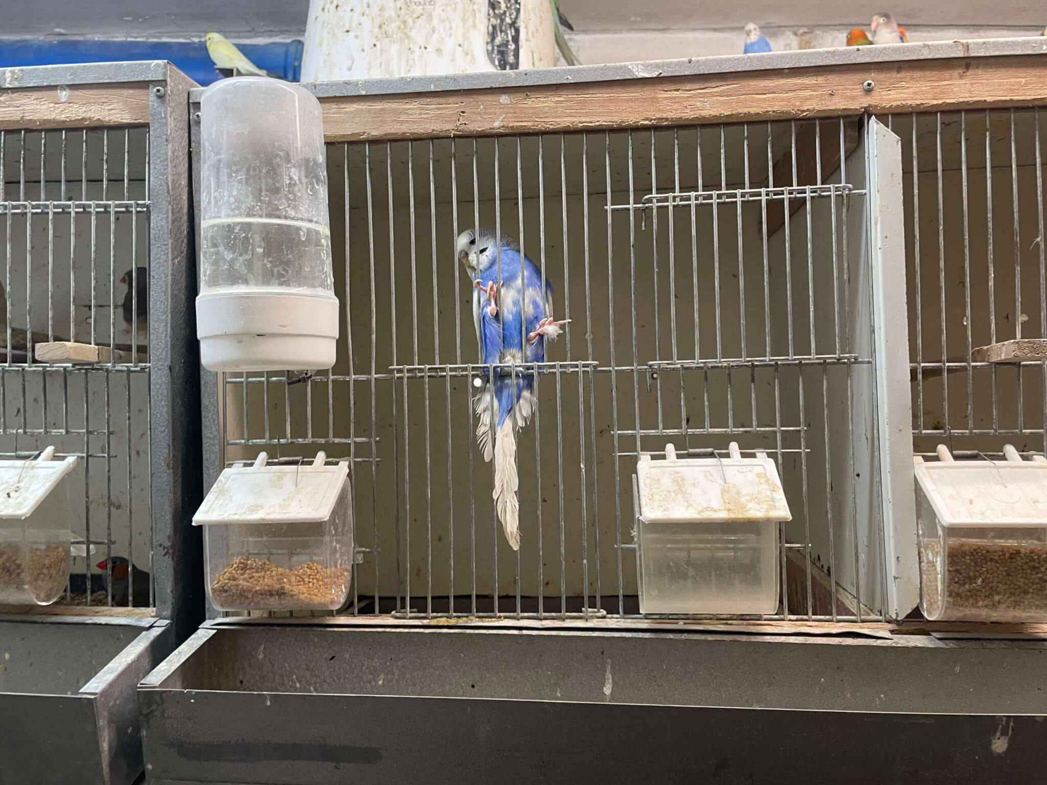 Between dirt, tools and junk: 200 presumably sick birds in a dark garage | PETA uncovers mass bird breeding in Ratingen and files a complaint with the veterinary authorities