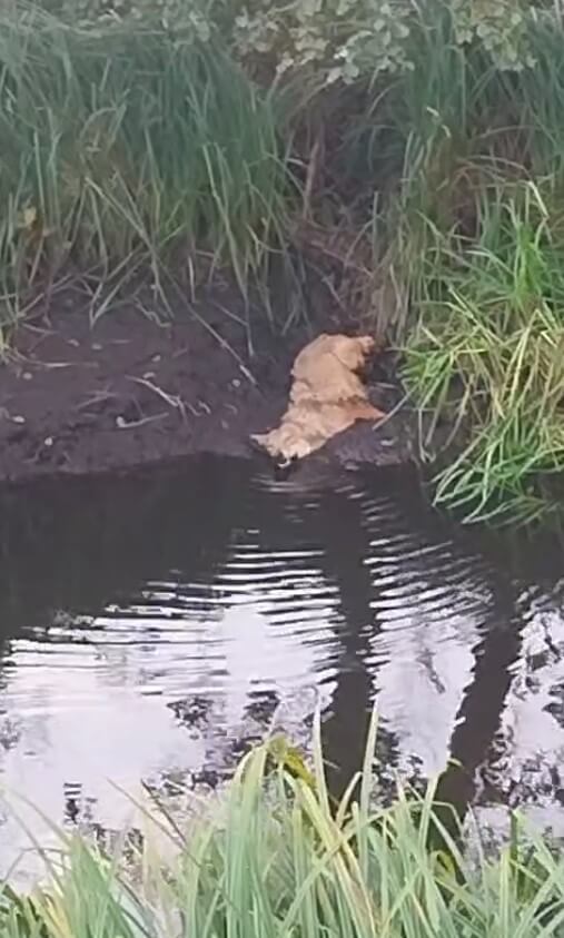 Angeschossener Wolf, der am Ufer eines Baches liegt.