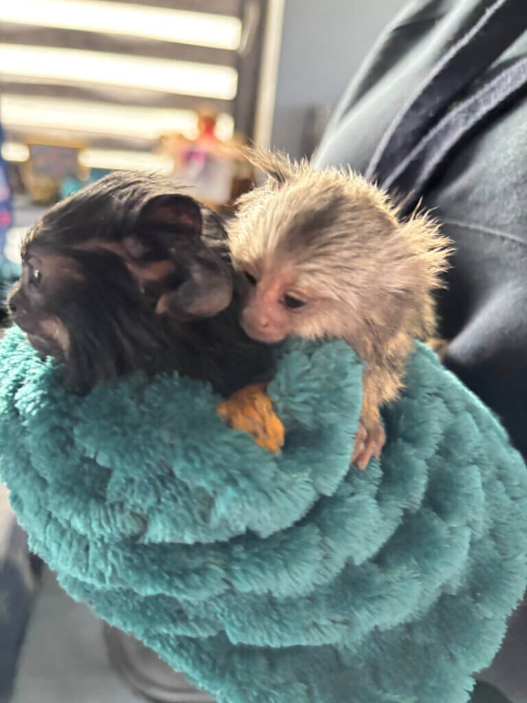 Zwei Affenbabys werden in einer Hand gehalten