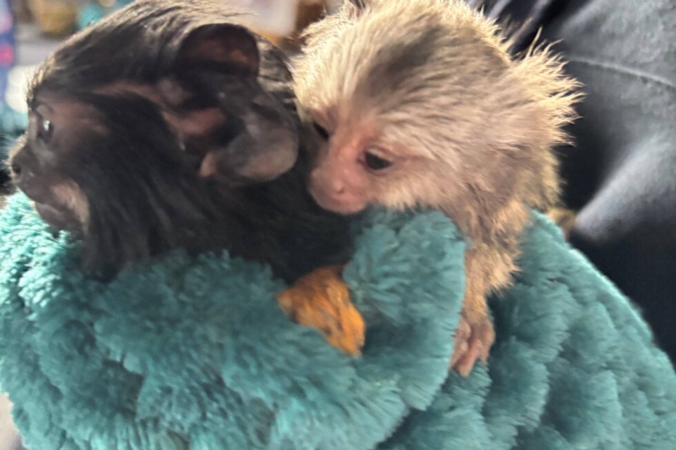 Zwei Affenbabys werden in einer Hand gehalten