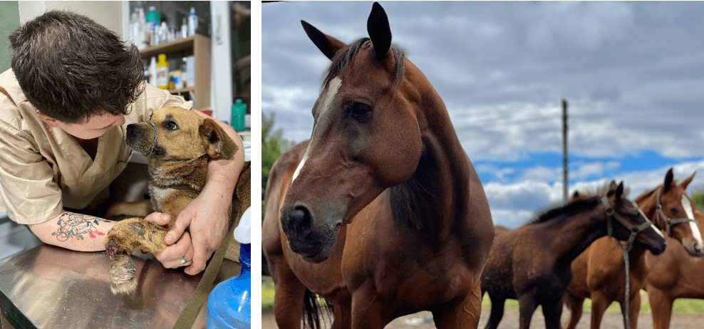 Links: Mann kuschelt Hund. Rechts: drei braune Pferde.