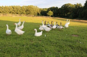 Weiße und graue Gänse auf einer grünen Wiese.