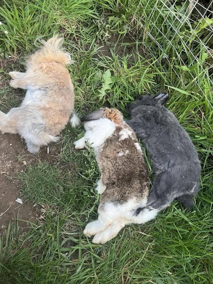 Drei tote Kaninchen auf einer Wiese.