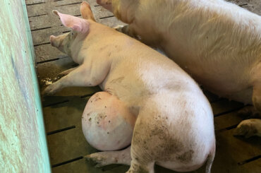 Ein Schwein mit einem Nabelbruch