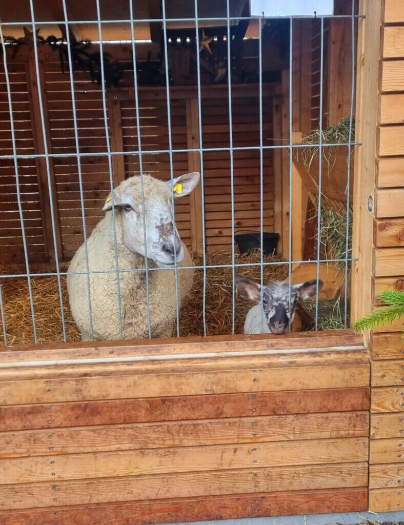 Ein Schaf und ein Lamm als Aussteller in einer Krippe.