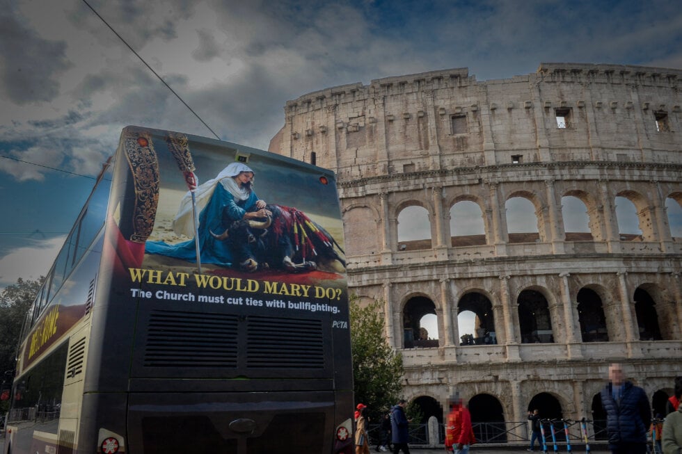 Buswerbung gegen Stierkampf auf einem Bus vor den Collosseum in Rom